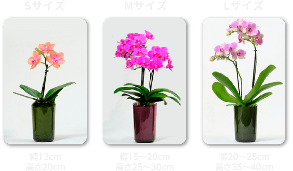 胡蝶蘭