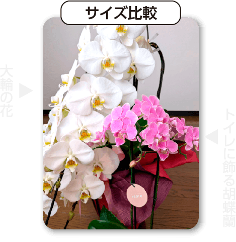 胡蝶蘭