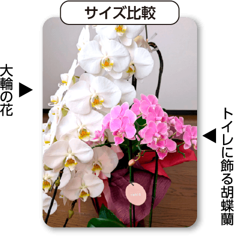 胡蝶蘭