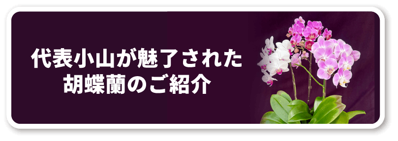 胡蝶蘭のご紹介